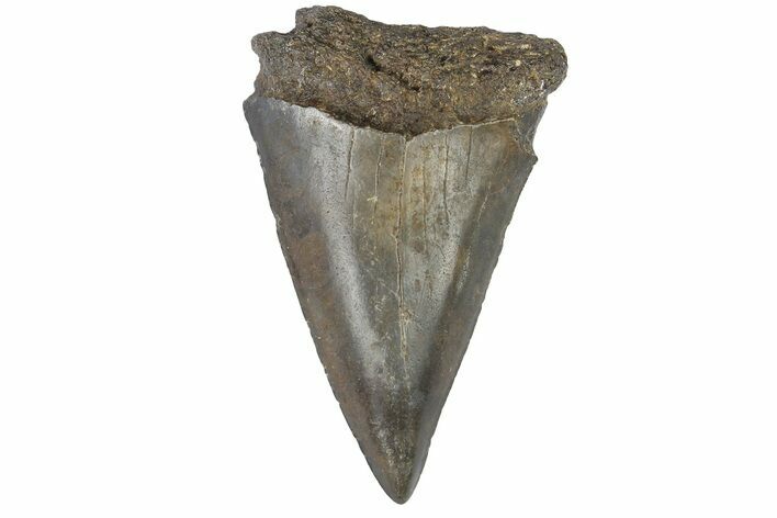 Fossil Broad-Toothed Mako Tooth - South Carolina #176202